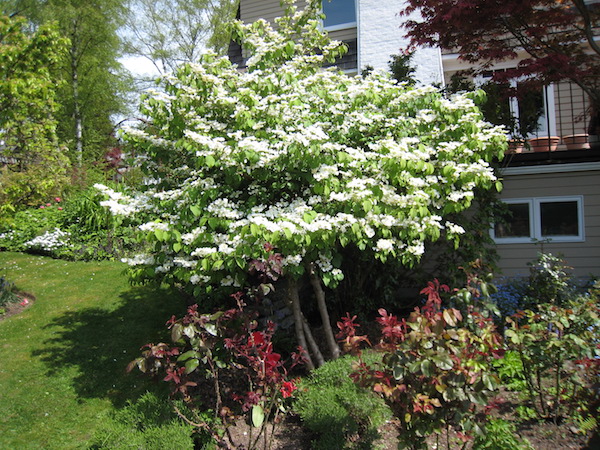 Viburnum plicatum flowers